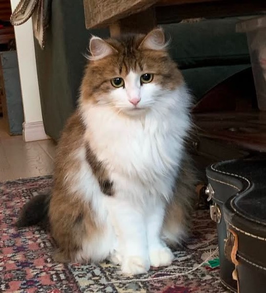 Sibirisk katt Gloria