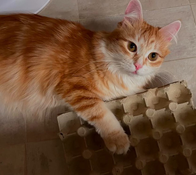 Sibirisk katt Metis
