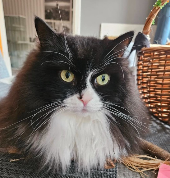 Sibirisk katt Olea