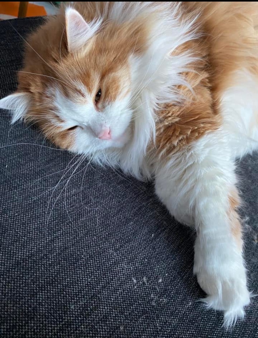 Sibirisk katt Pollux