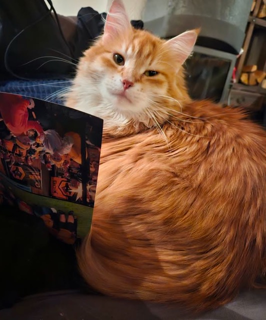 Sibirisk katt Ferrari