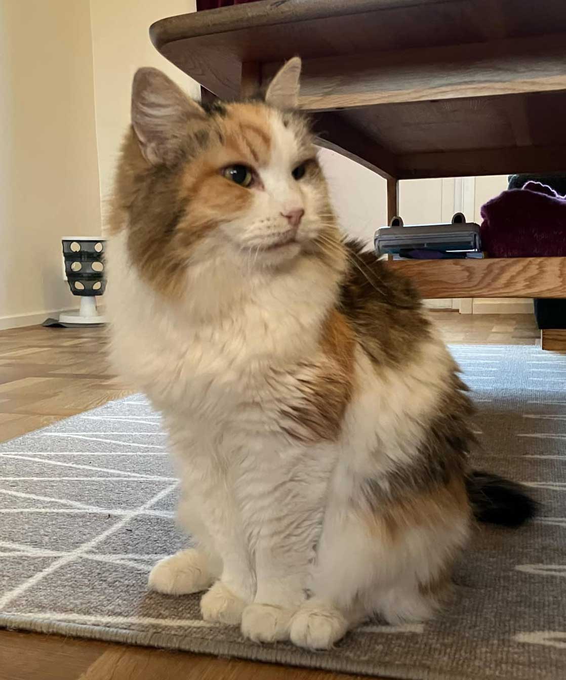 Sibirisk katt Colbie