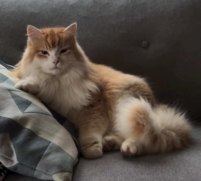 Sibirisk katt Ivan