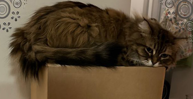 Sibirisk katt Vincente