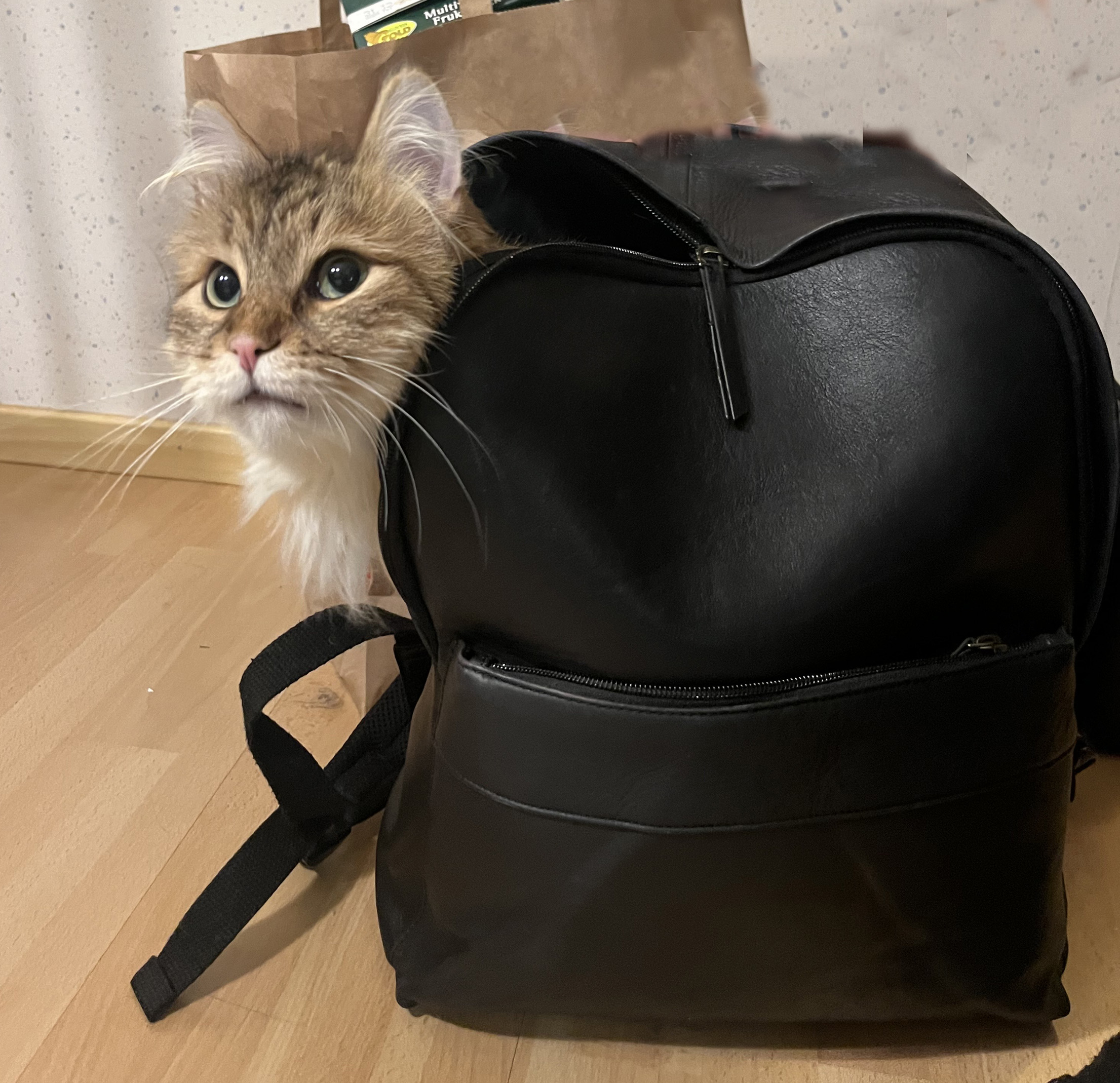 Sibirisk katt Mimas