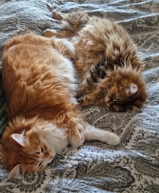 Sibirisk katt Nimoy och Odilia