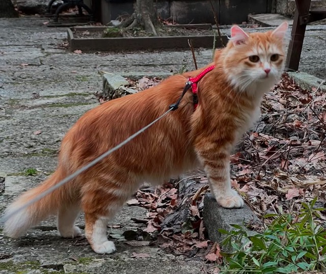 Sibirisk katt Metis