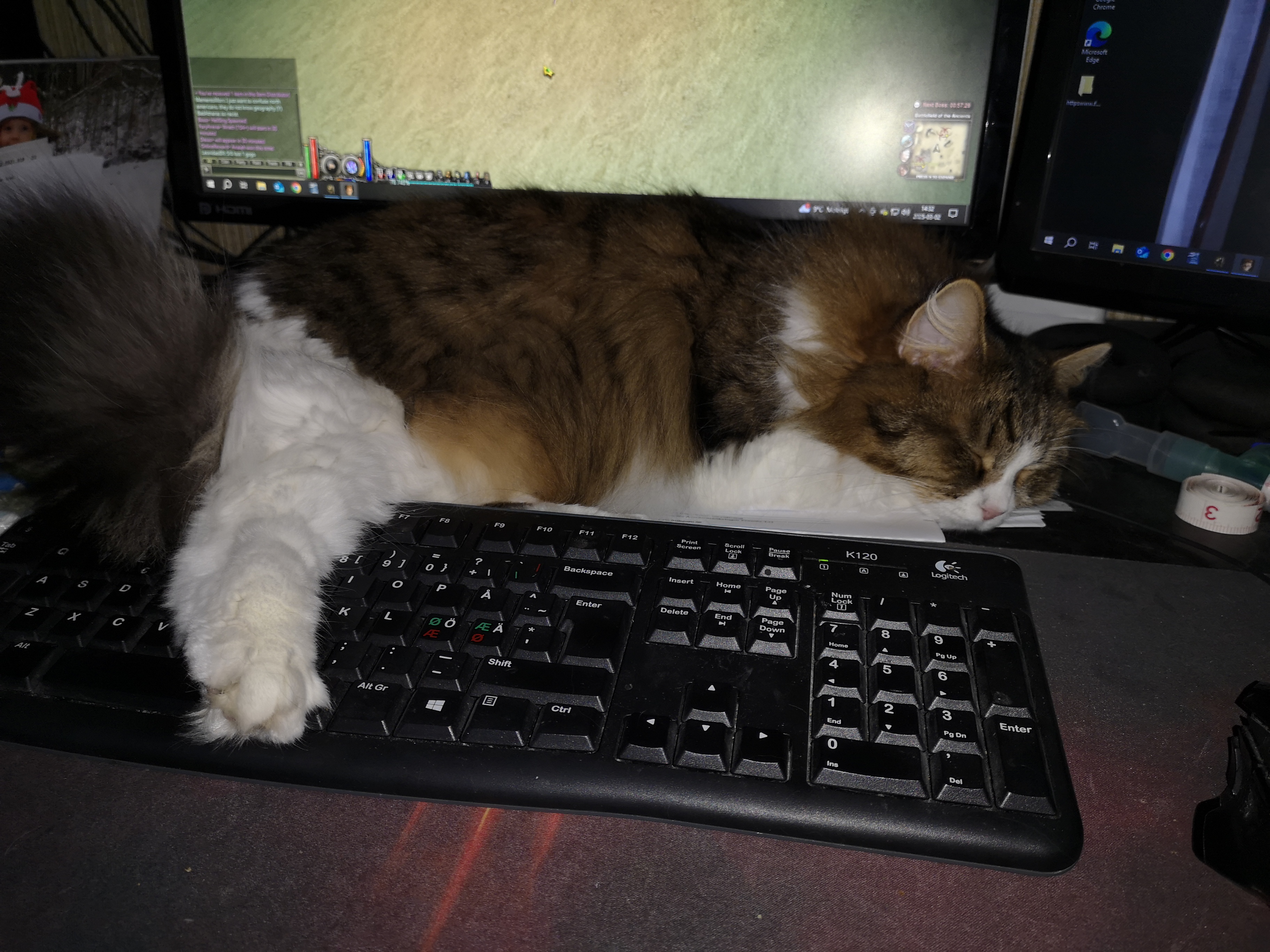 Sibirisk katt Xosa