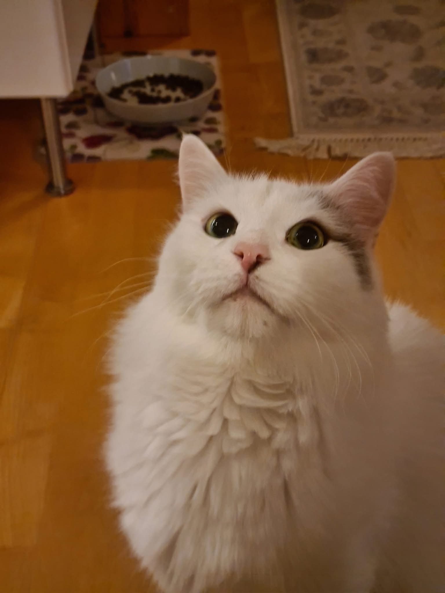 Sibirisk katt Mars