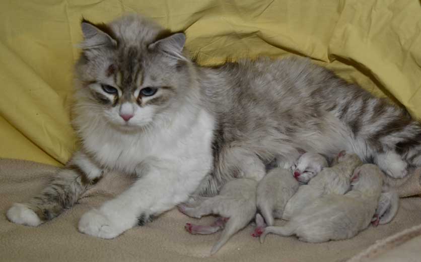 Neva Masquerade Kattungar med mamma Whiffi