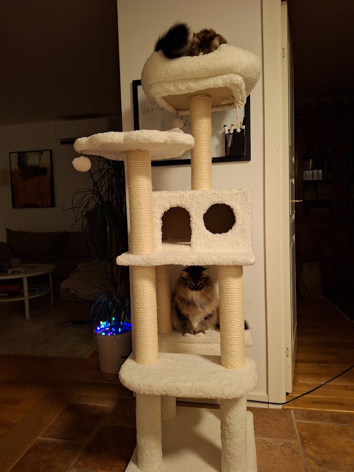 Sibirisk katt Fink o Vera