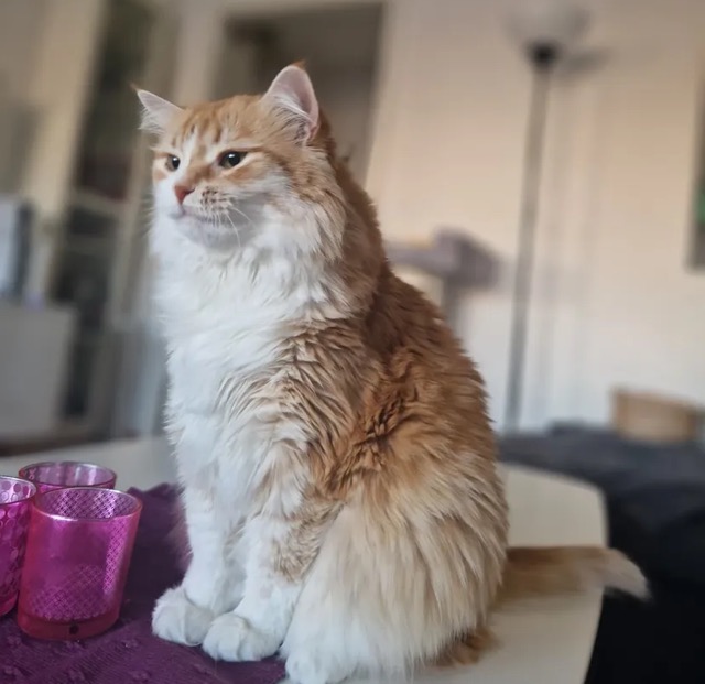 Sibirisk katt Nimoy