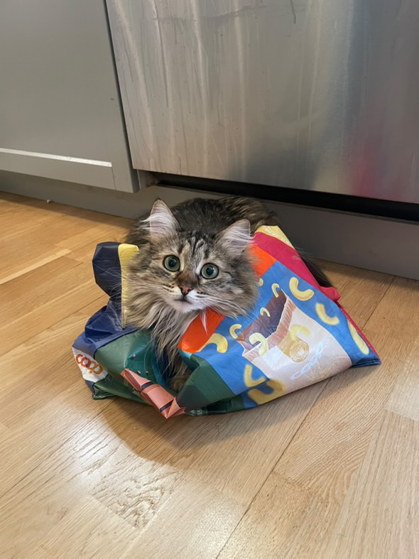 Sibirisk katt Nele