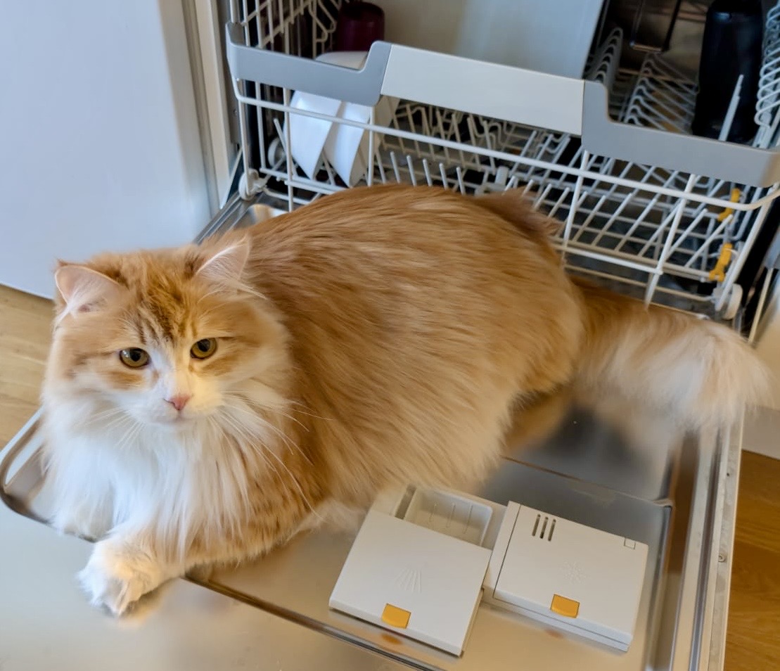 Sibirisk katt Izar