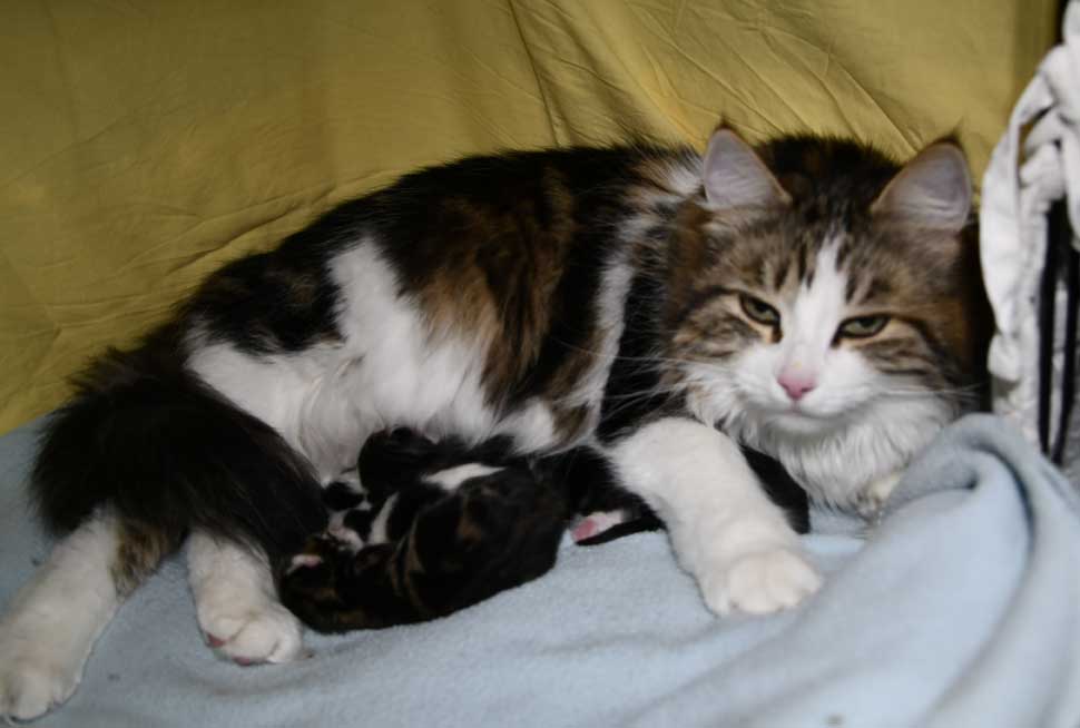 Sibiriska kattungar Vickie mamma