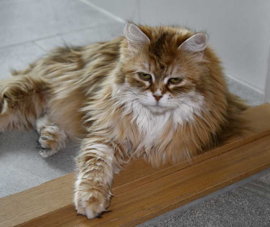 Sibirisk katt Uni