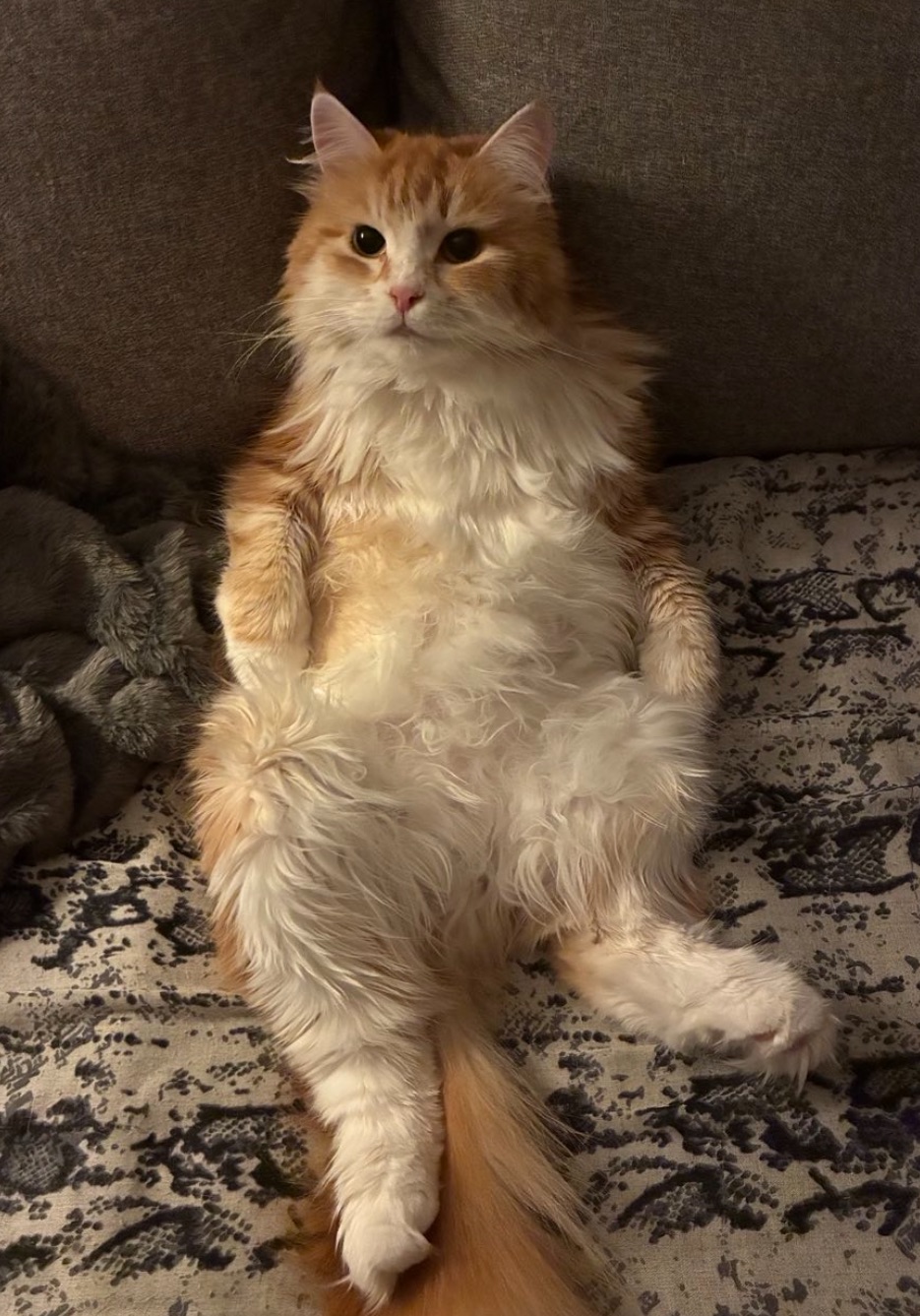 Sibirisk katt Qian