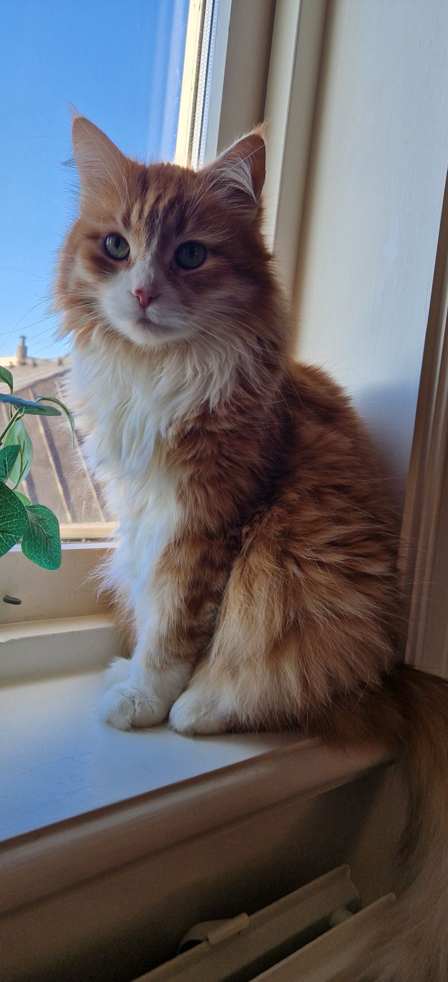 Sibirisk katt Gryphon