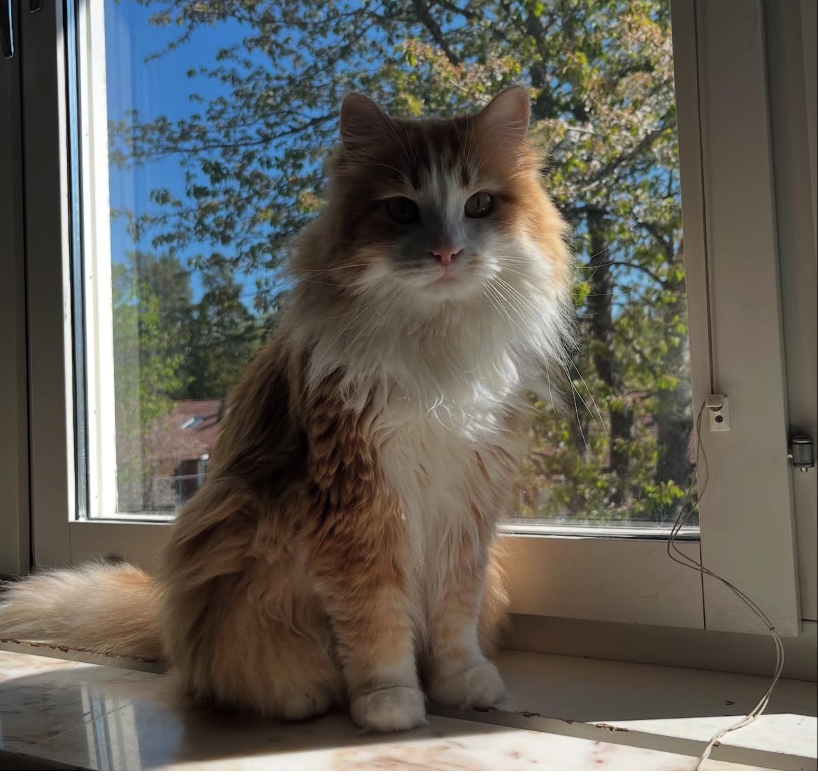 Sibirisk katt Verdi