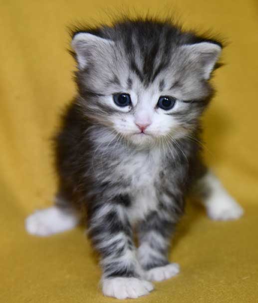 Sibirisk kattunge