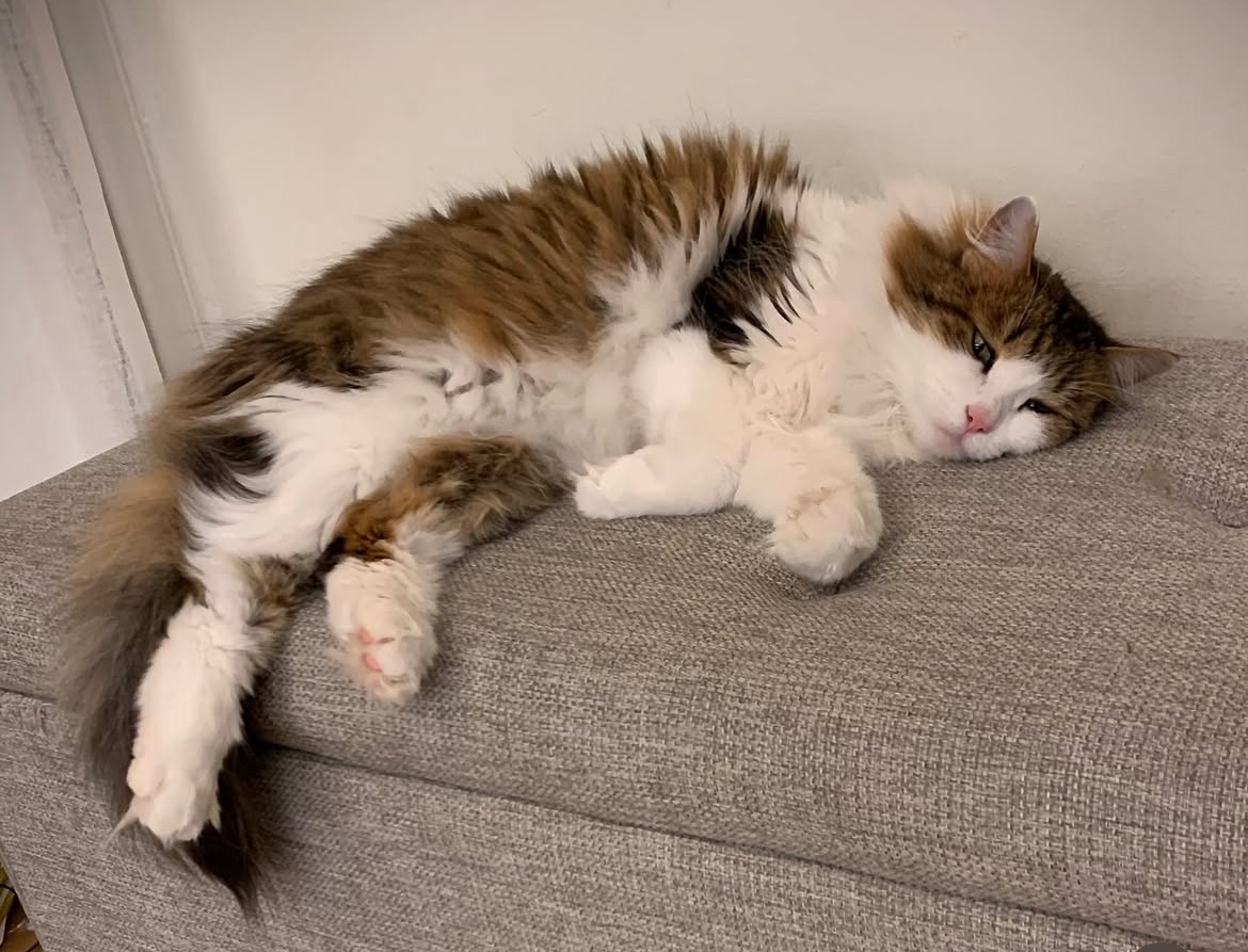 Sibirisk katt Gloria