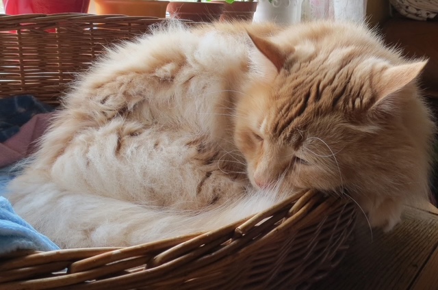 Sibirisk katt Hercules