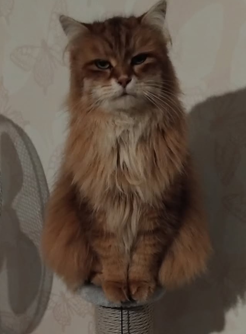 Sibirisk katt Quirk