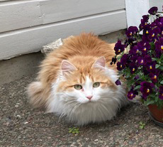 Sibirisk katt Triton