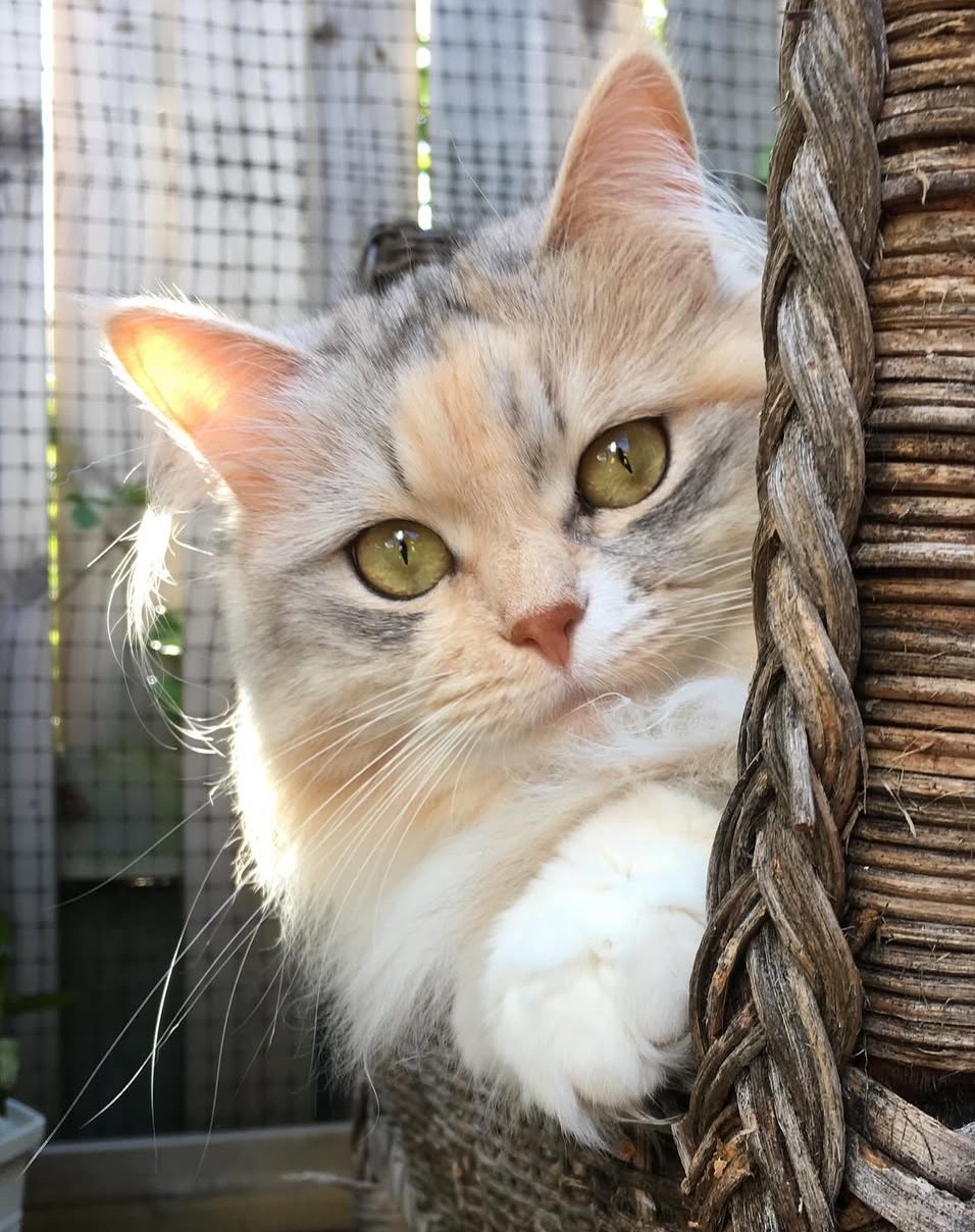 Sibirisk katt Xui