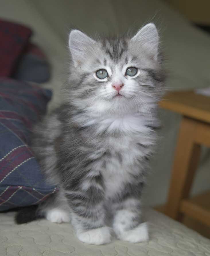 Sibirisk kattunge Seppina