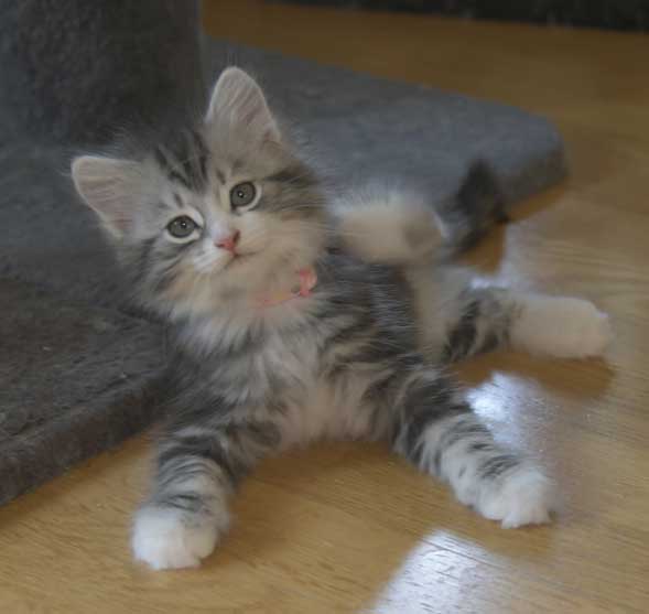 Sibirisk kattunge Seppina