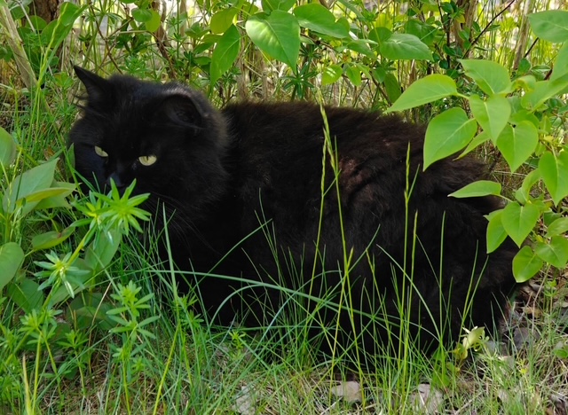 Sibirisk katt Wise