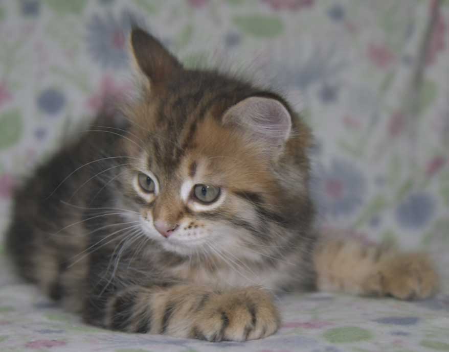 Sibirisk kattunge Semele