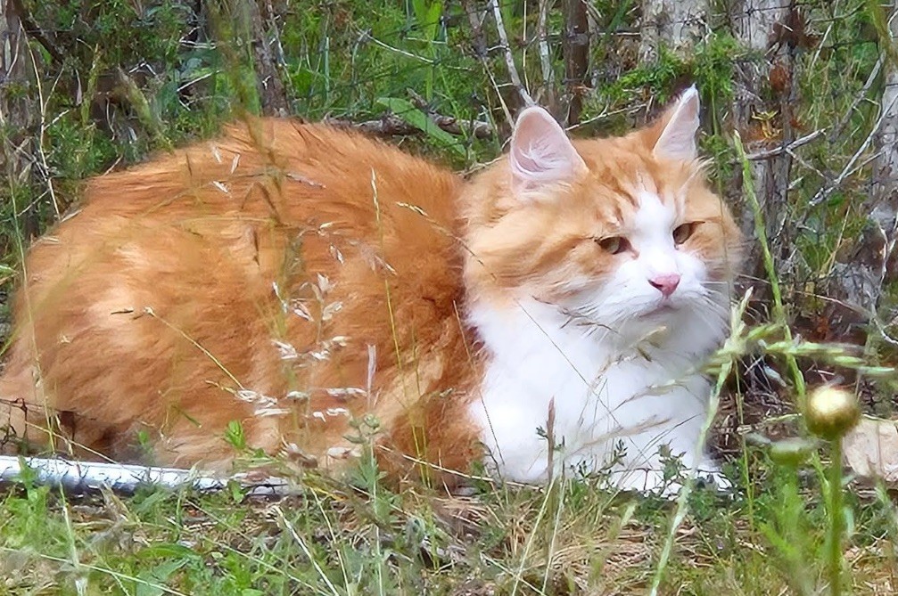 Sibirisk katt Xanthus