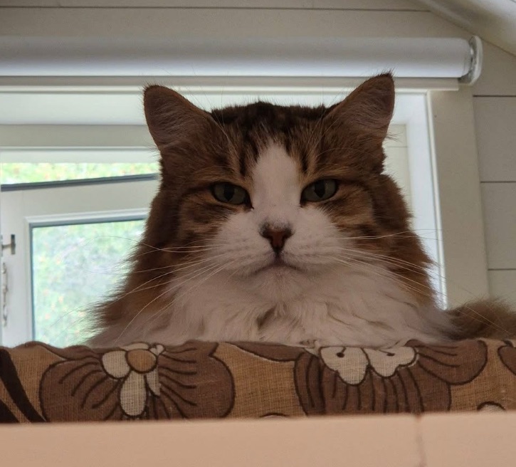 Sibirisk katt Valina