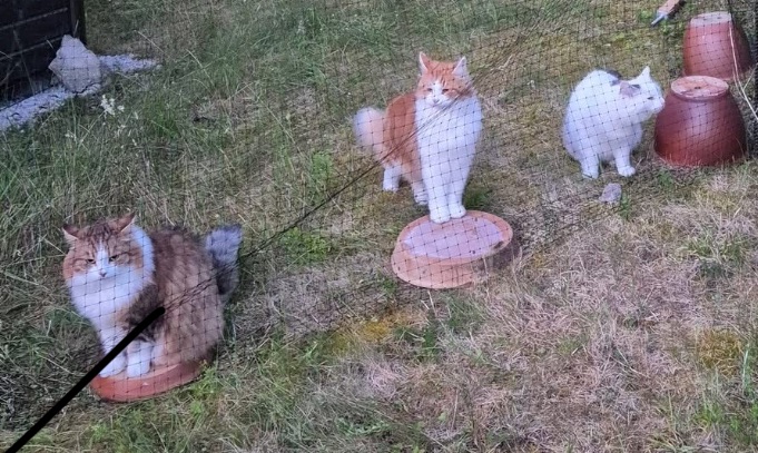 Sibirisk katt Mars, Valina o Xanthus