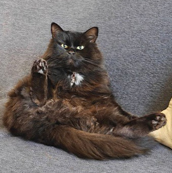 Sibirisk katt Wise