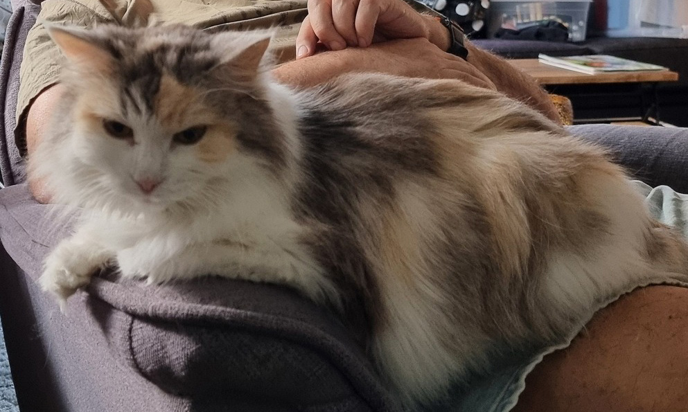 Sibirisk katt Gamma