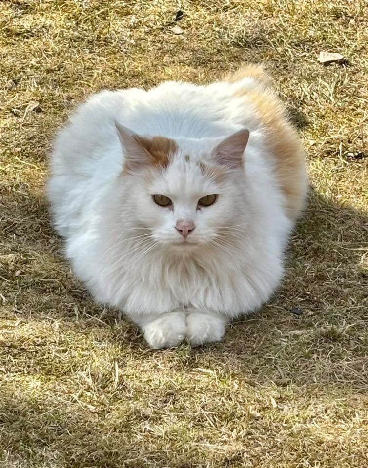 Sibirisk katt Mozart