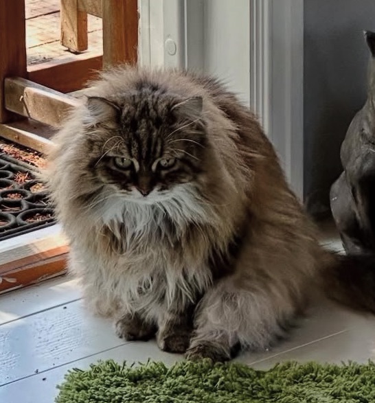 Sibirisk katt Vincente