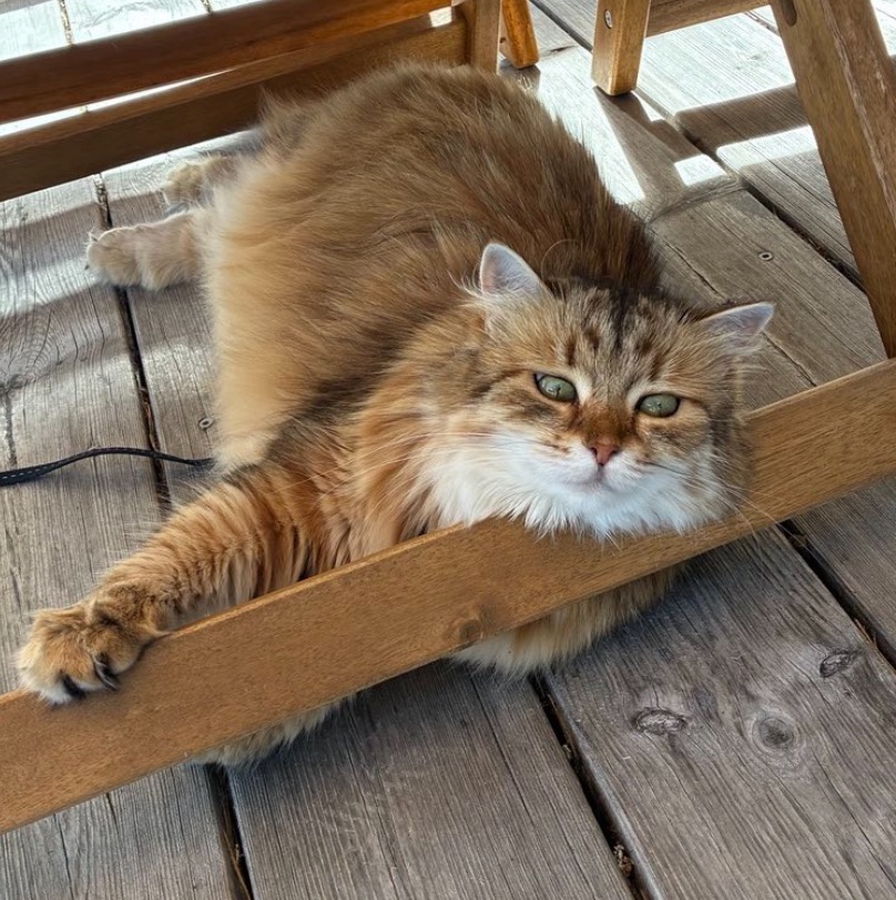 Sibirisk katt Fujita