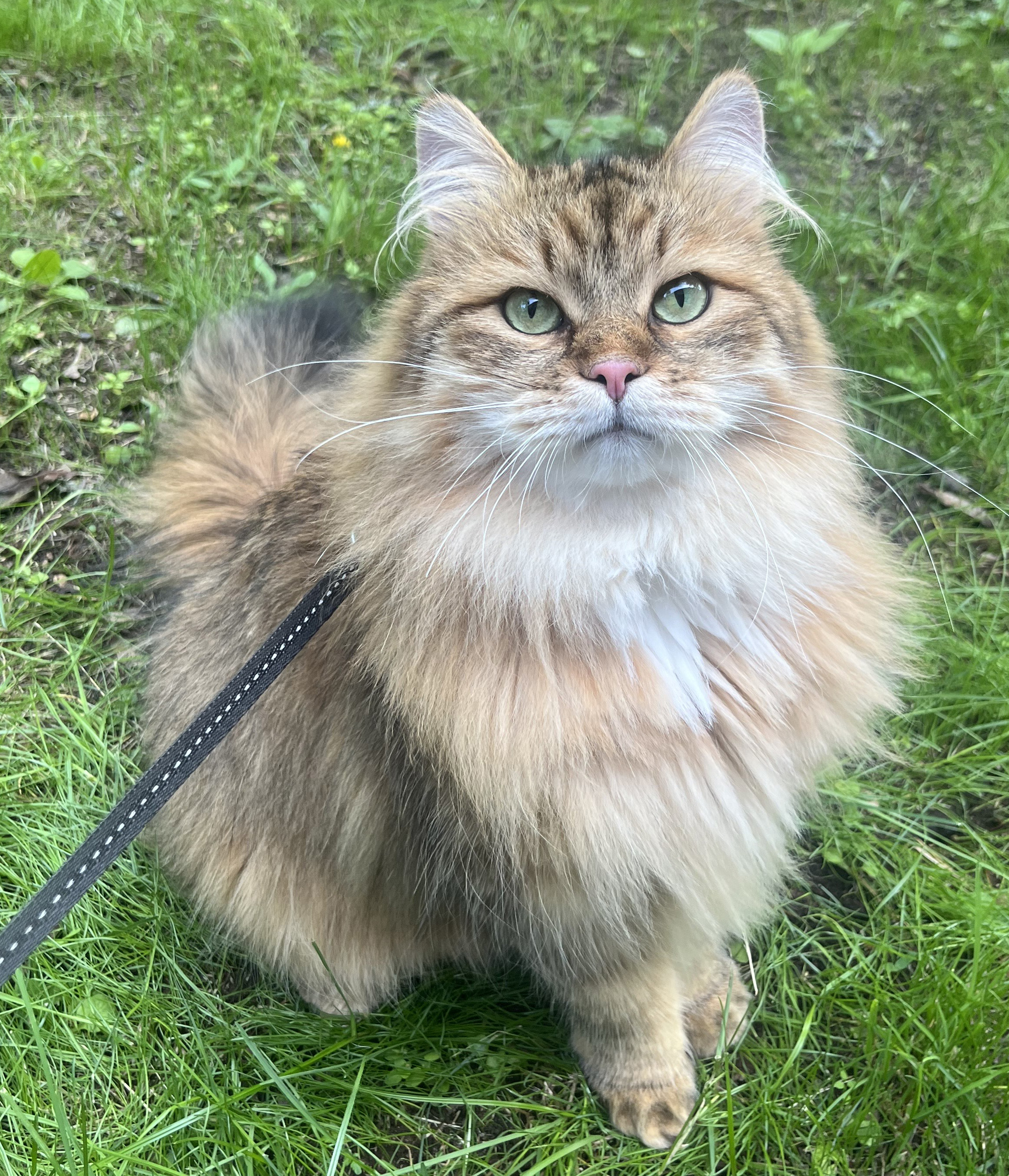 Sibirisk katt Mimas