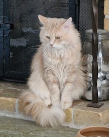 Sibirisk katt Yezo