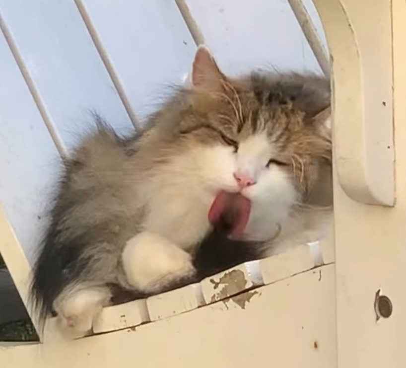 Sibirisk katt Gloria