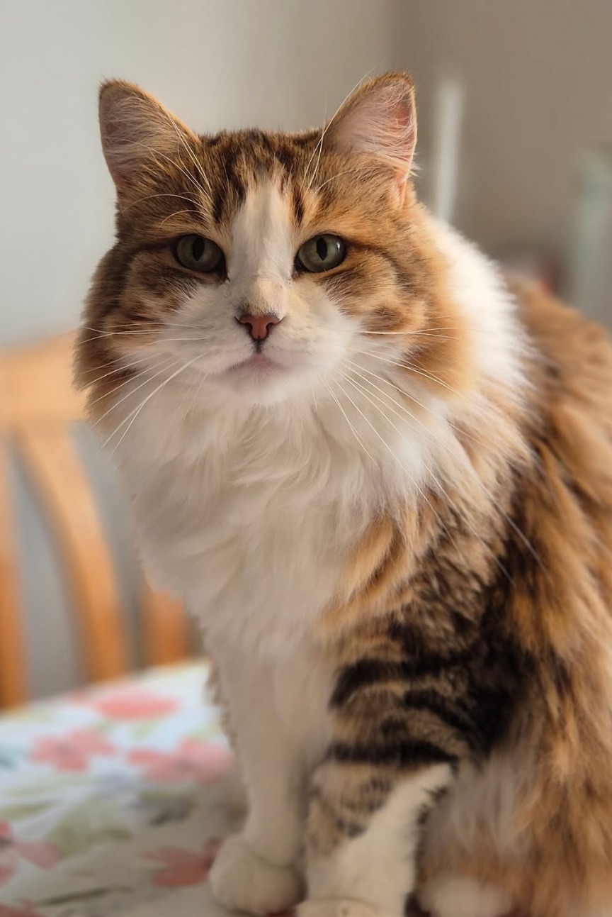Sibirisk katt Valina