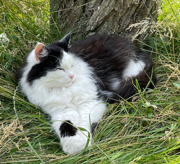 Sibirisk katt Yale