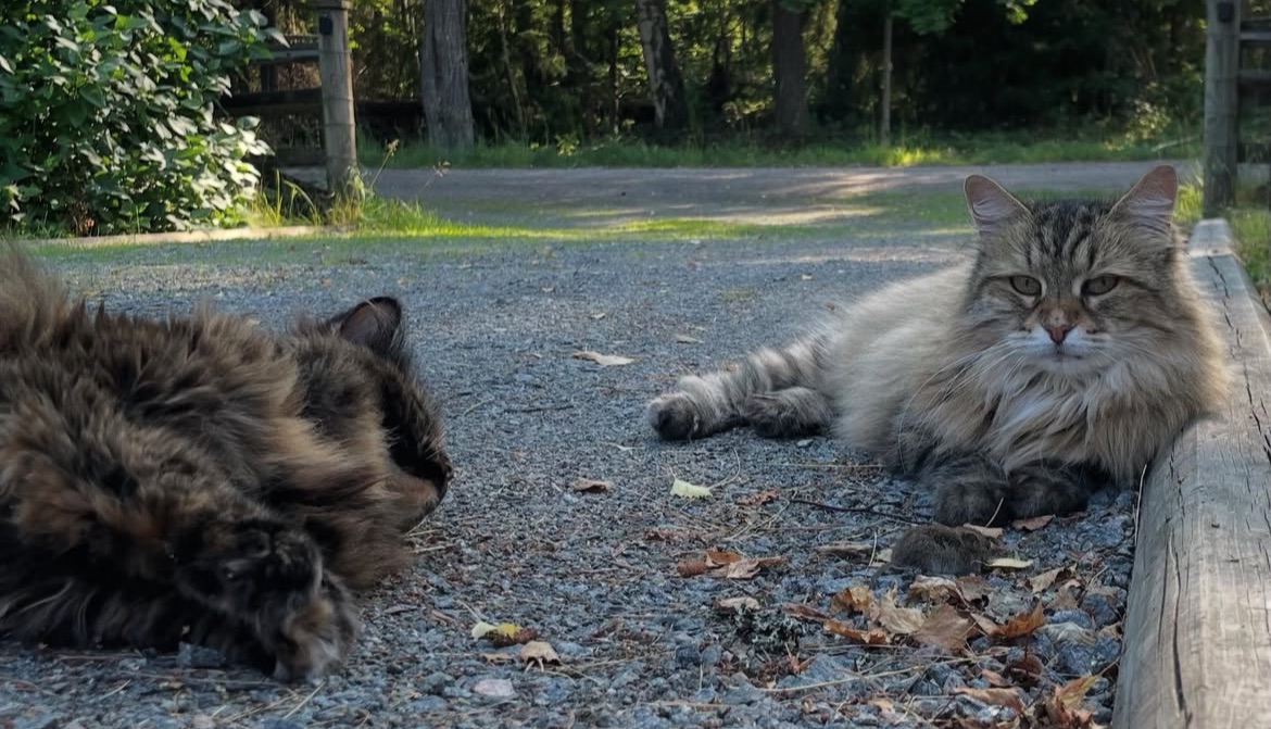 Sibirisk katt Kathleen o JUliet