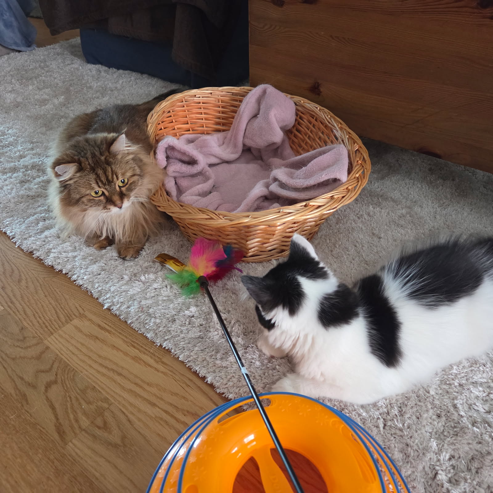 Sibiriskisk katt Orinda o Saroma