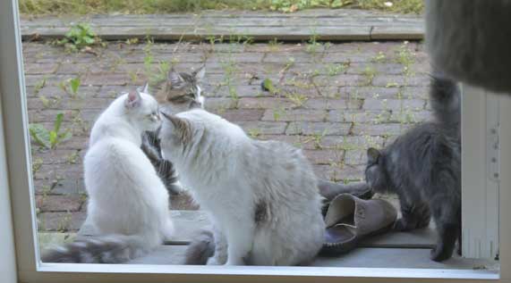 Vickie, Whiffi, Sir Skip o Ritzi