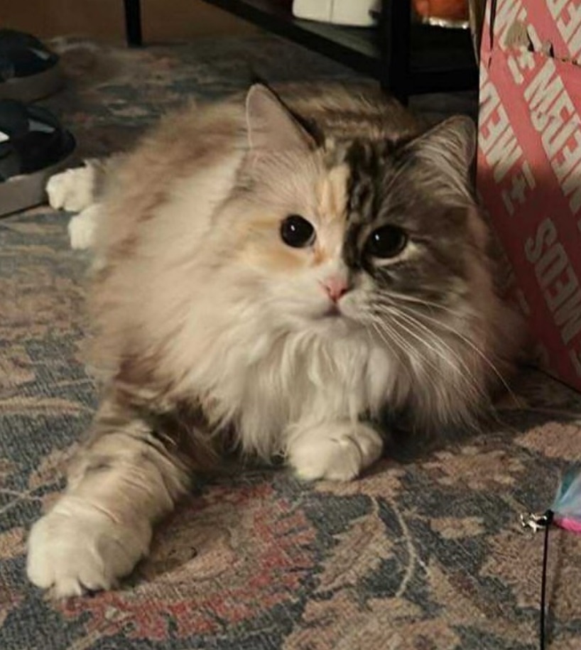 Neva Masquerade katt Frieda